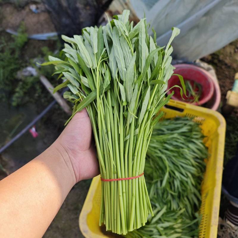 精品空心菜