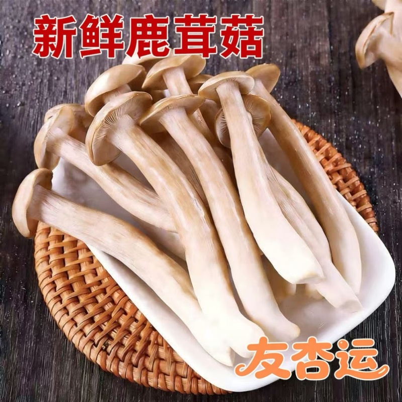 鲜鹿茸菇，甄选鹿茸菇，肉质厚实更鲜美，欢迎老板采购