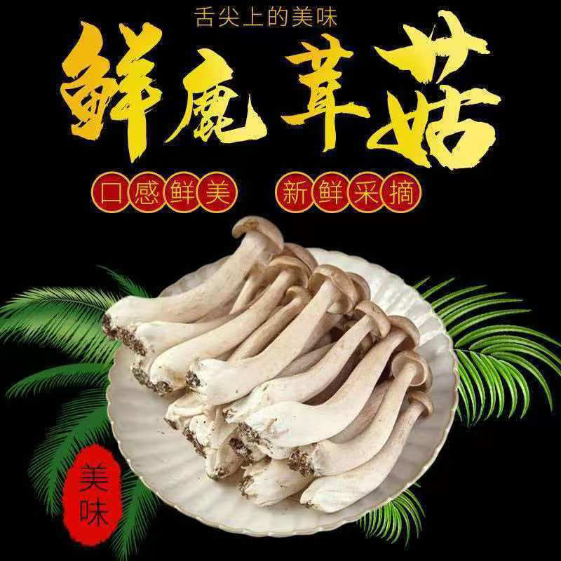 鲜鹿茸菇，甄选鹿茸菇，肉质厚实更鲜美，欢迎老板采购