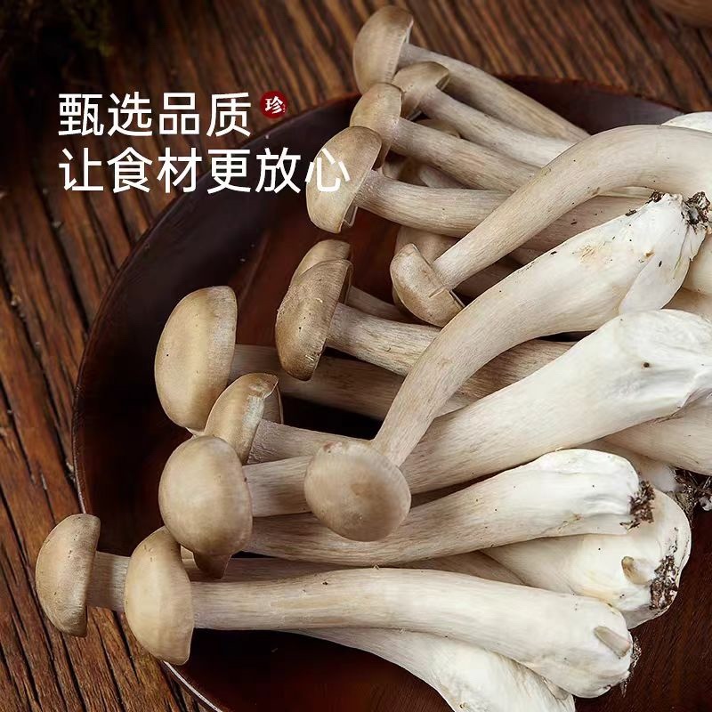 鲜鹿茸菇，甄选鹿茸菇，肉质厚实更鲜美，欢迎老板采购