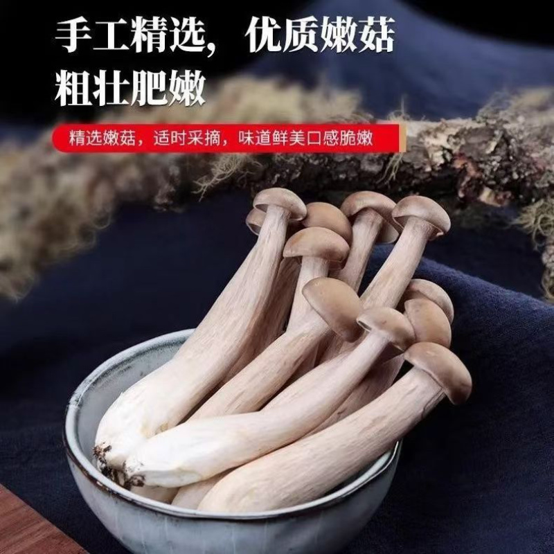 鲜鹿茸菇，甄选鹿茸菇，肉质厚实更鲜美，欢迎老板采购