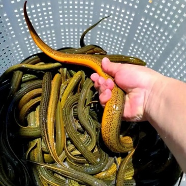 土鳝鱼