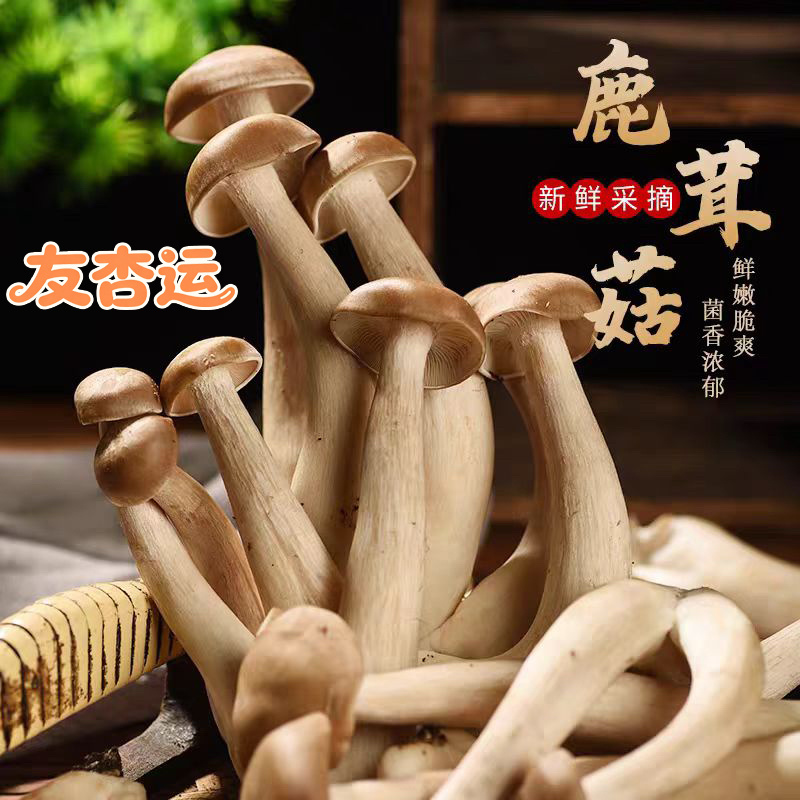 鲜鹿茸菇，甄选鹿茸菇，肉质厚实更鲜美，欢迎老板采购