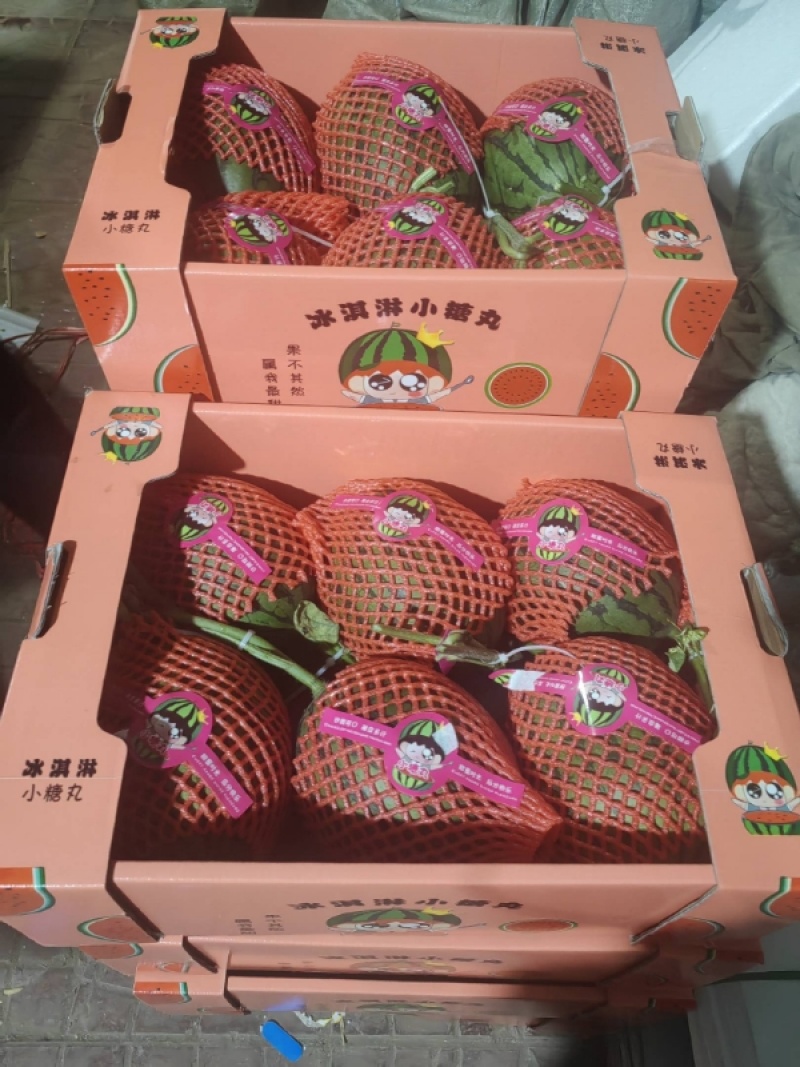 安徽精品小糖丸西瓜早春红玉货源充足价格实在保质保量