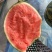 砀山早春红玉西瓜全美2k手撕西瓜承接商超电商供货代发