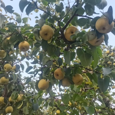 砀山翠玉新玉皇冠圆黄翠冠秋月大量供应产地直发