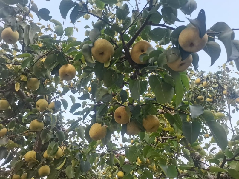 砀山翠玉新玉皇冠圆黄翠冠秋月大量供应产地直发