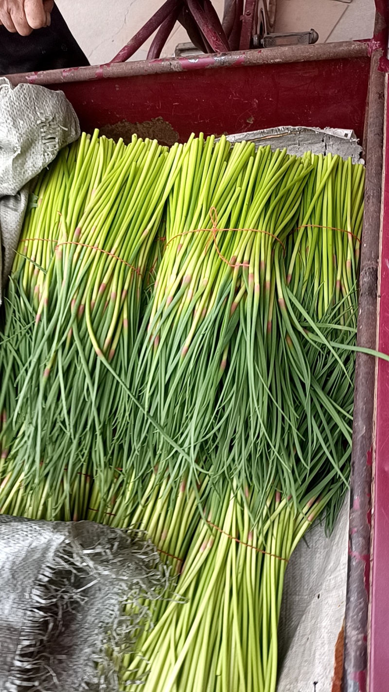 蒜薹