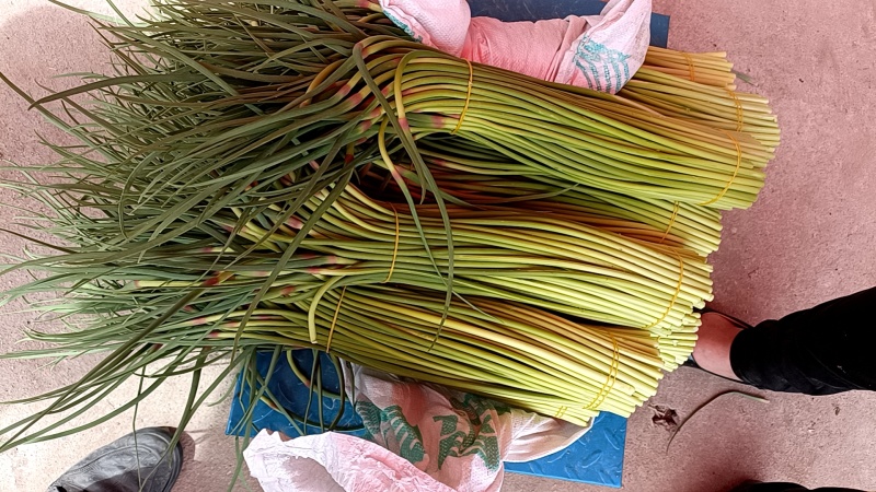 蒜薹