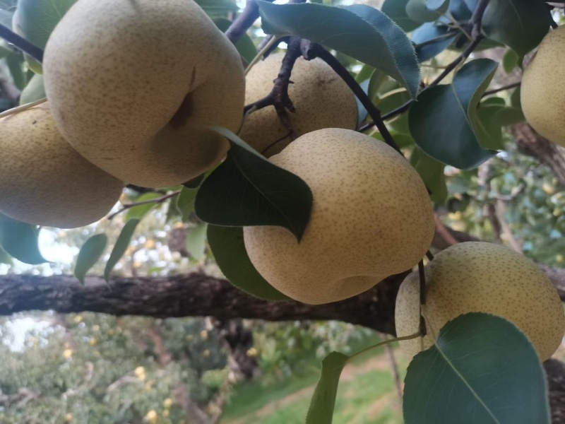 皇冠梨翠玉圆黄秋月皮薄多汁口感脆甜大量现货供应