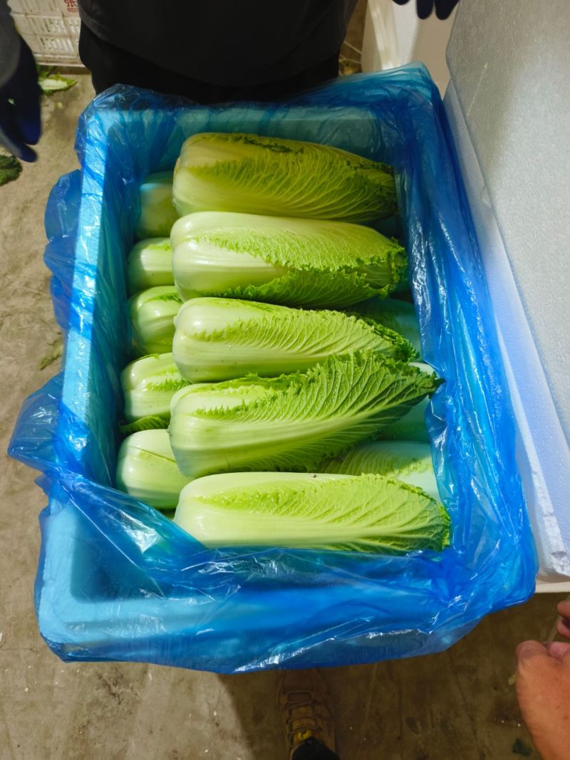 菏泽龙芽菜对接电商，商贸市厂，千亩基地可实地考察