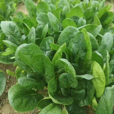 【热销】河南精品趴地菠菜菠菜大量上市千亩基地直发