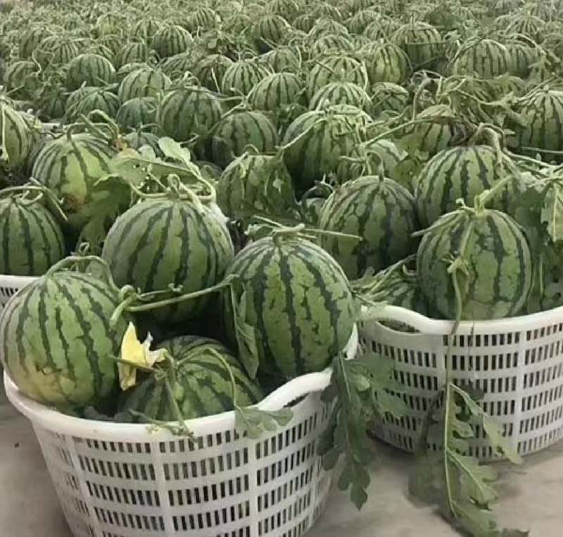 推荐山西精品西瓜美都西瓜甜美多汁皮薄量大从优联系