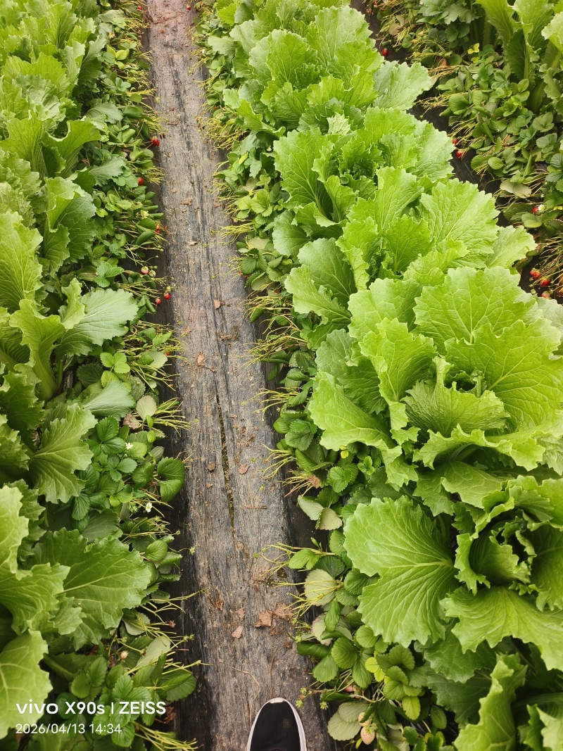 菏泽龙芽菜对接电商，商贸市厂，千亩基地可实地考察