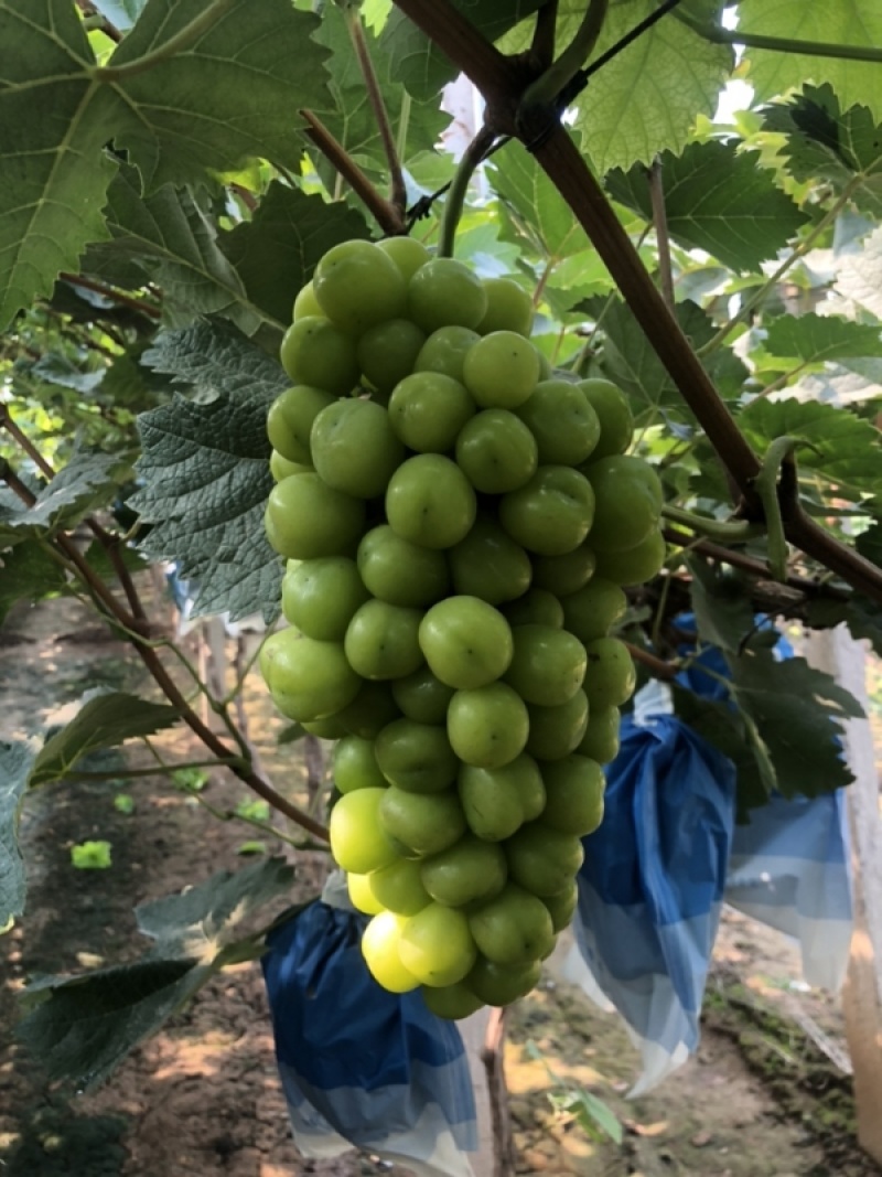 【阳光玫瑰】精品阳光玫瑰葡萄，颗粒大，口感好，欢迎联系