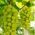 【今日推荐】阳光玫瑰葡萄上市多种规格任意采购一手