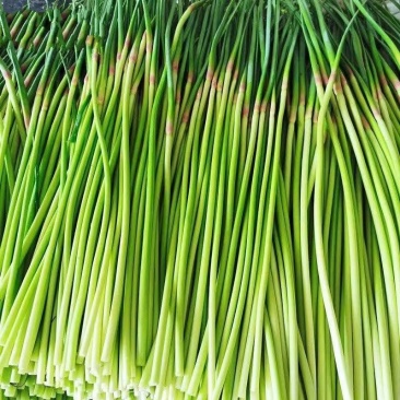 蒜苔大量供应品质优可视频看货欢迎咨询来电热卖中