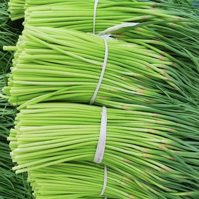 蒜苔大量供应品质优可视频看货欢迎咨询来电热卖中