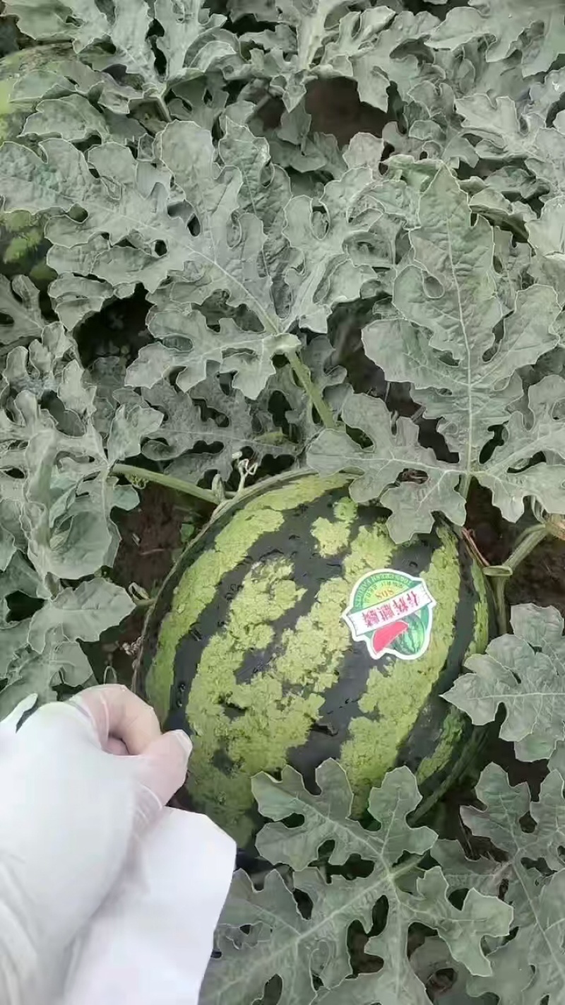 陕西渭南一手货源有子麒麟，美都西瓜大量供货，品质保障