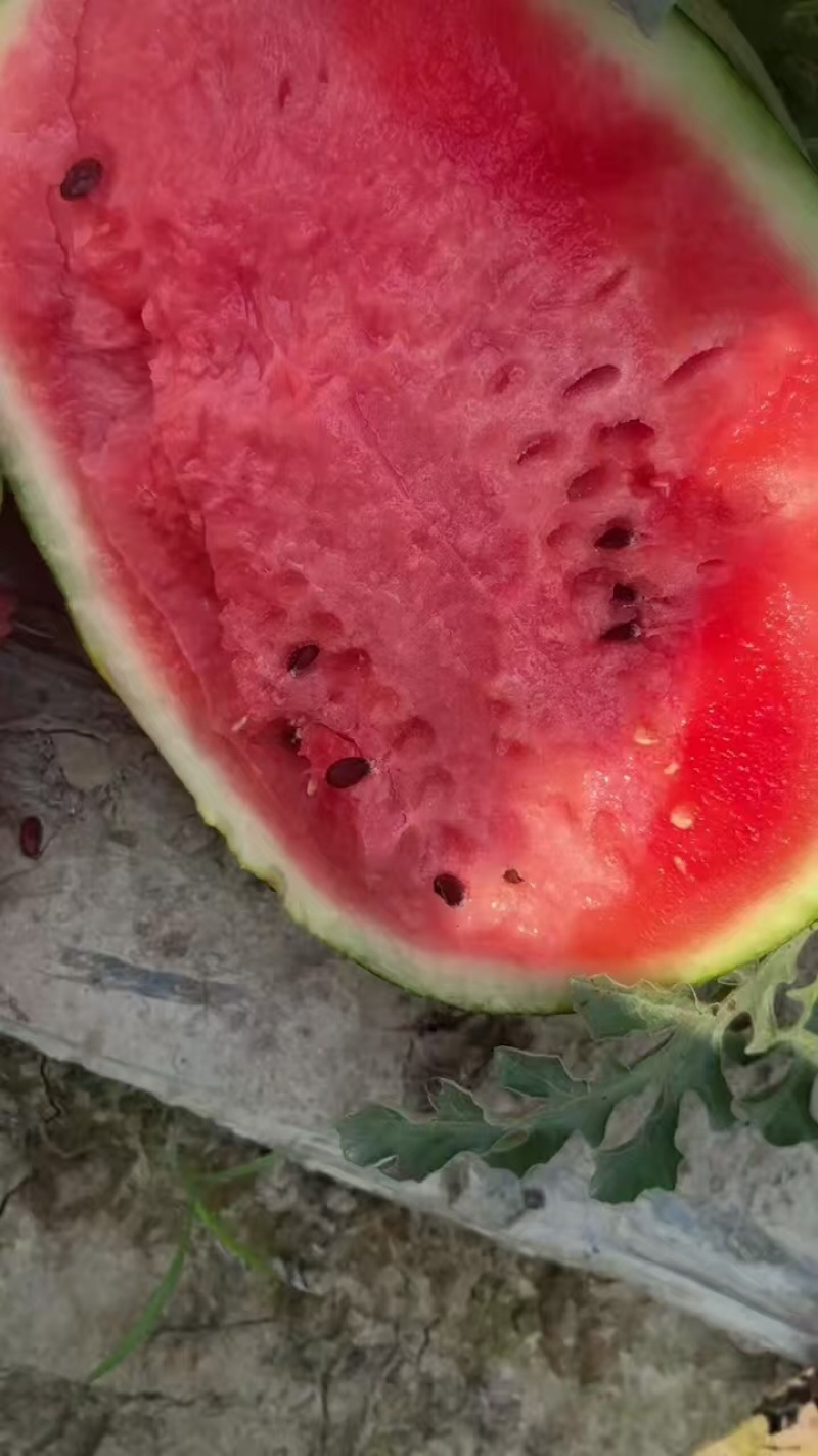 陕西渭南一手货源有子麒麟，美都西瓜大量供货，品质保障