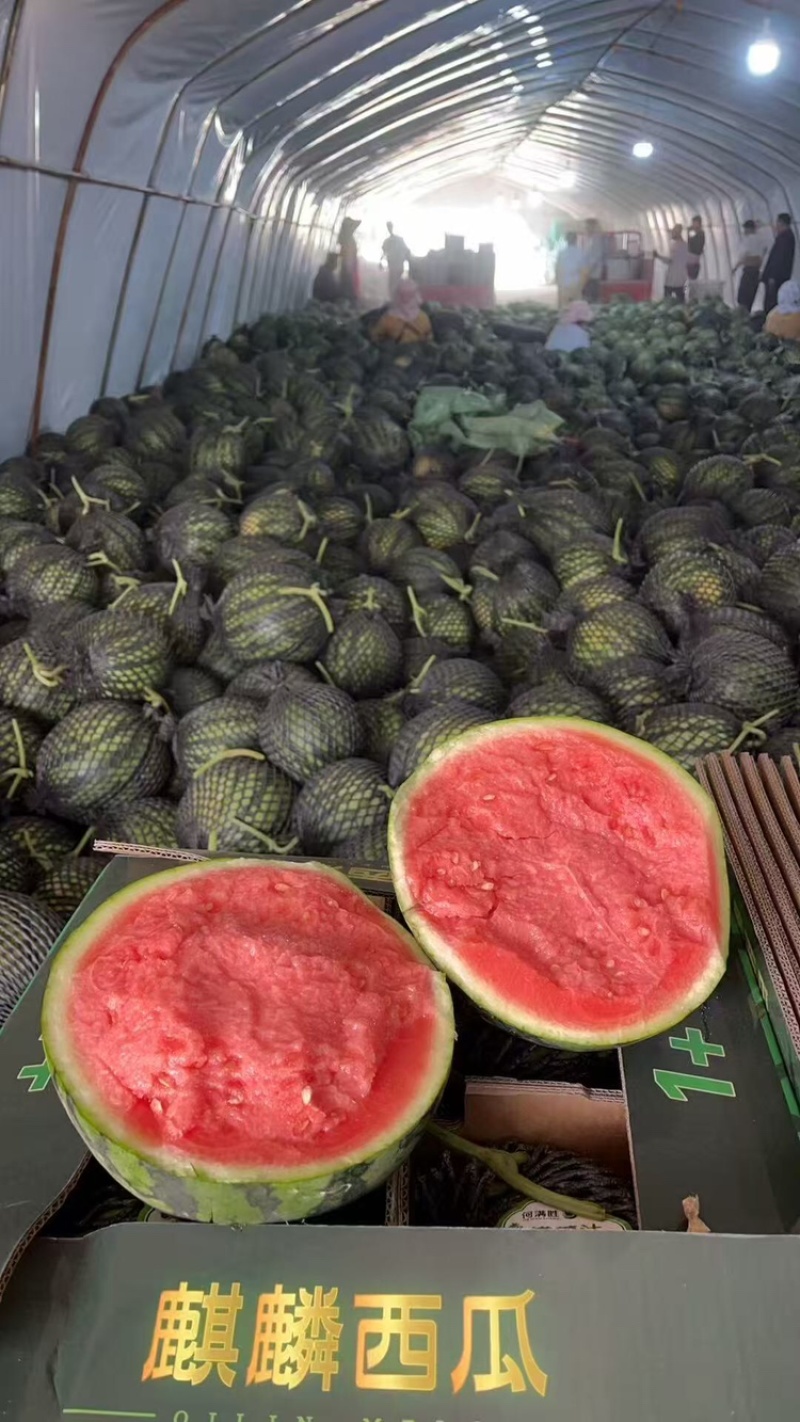 陕西渭南一手货源有子麒麟，美都西瓜大量供货，品质保障