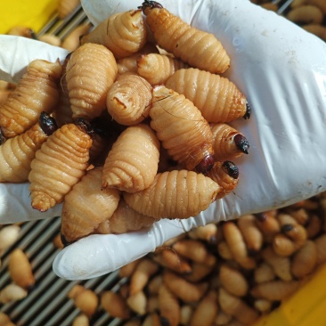 竹笋虫