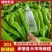 【安徽301鲜辣椒】安徽辣椒/货源足/量大从优/代发全国