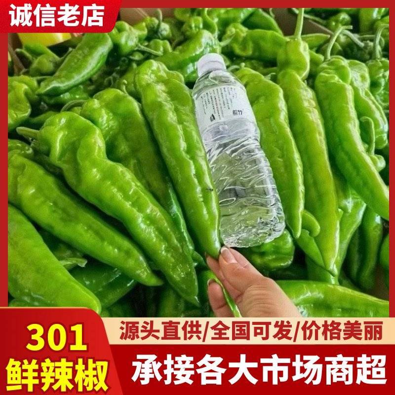 【安徽301鲜辣椒】安徽辣椒/货源足/量大从优/代发全国