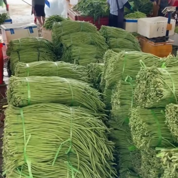 新苗豇豆，豆角，产地直发