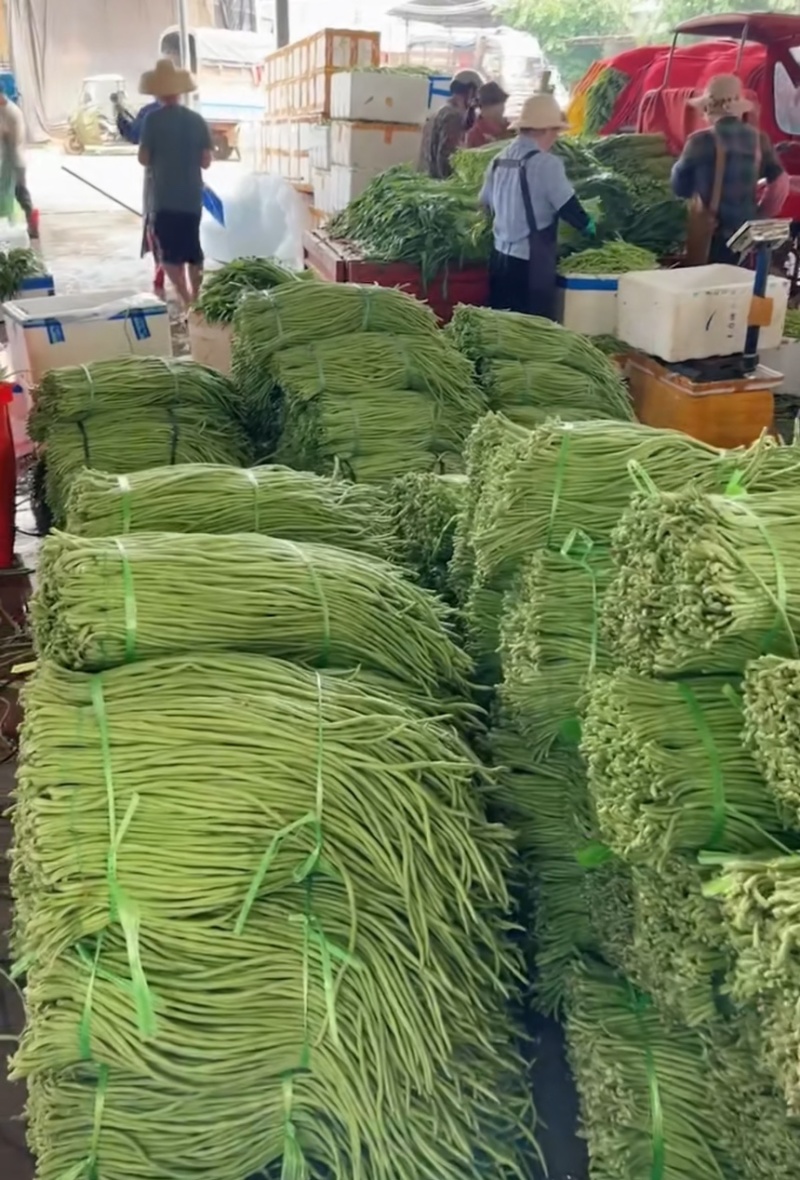 新苗豇豆，豆角，产地直发
