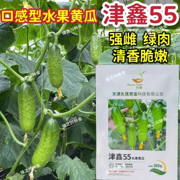 津鑫55水果黄瓜种子绿肉强雌口感型水果黄瓜种籽节节有瓜
