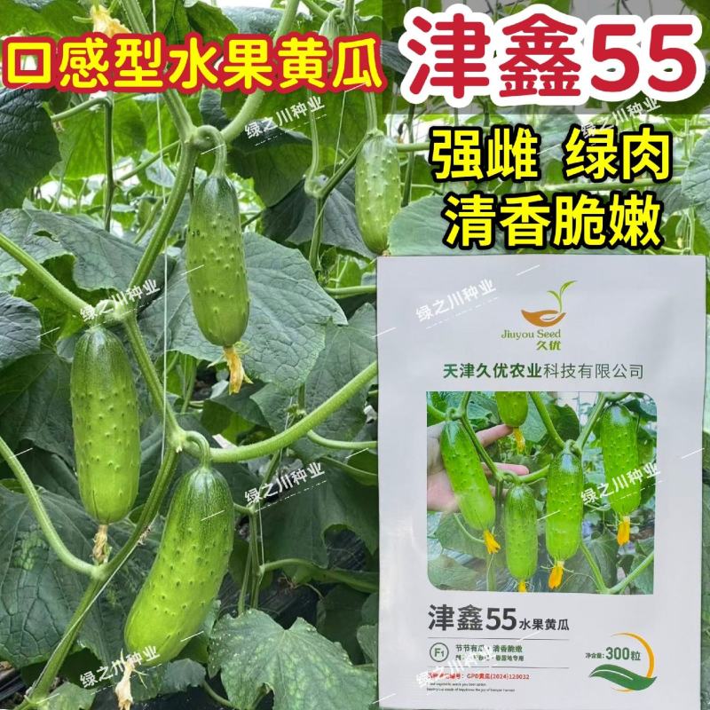 津鑫55水果黄瓜种子绿肉强雌口感型水果黄瓜种籽节节有瓜