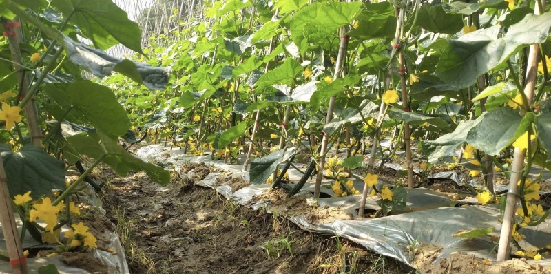 密刺黄瓜基地直供品质优新鲜采摘可视频看货欢迎咨询