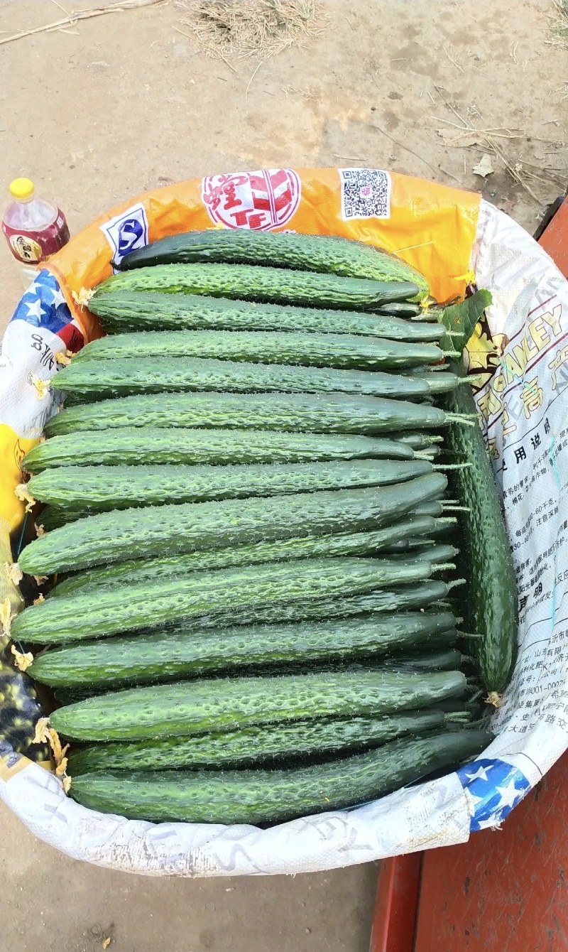 密刺黄瓜基地直供品质优新鲜采摘可视频看货欢迎咨询