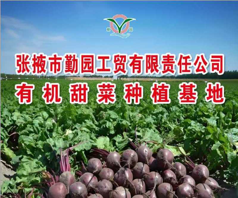 《店长推荐》甘肃甜菜根粒脱水蔬菜欧洲有机认证原料基地