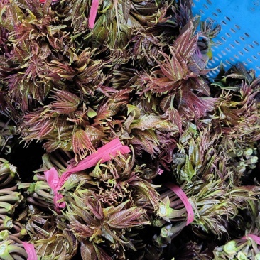 山野红香椿芽新鲜上市