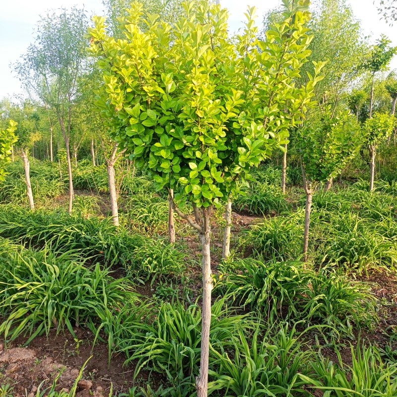 抗冻卫矛球，高杆卫矛球1.7至2.8米，清地处理