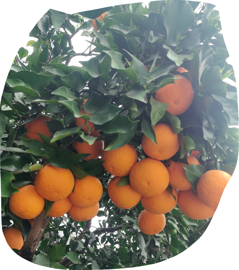 四川青见鲜橙果