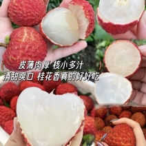 【云南高山荔枝】云南三月红荔枝/白糖罂荔枝/现摘现发