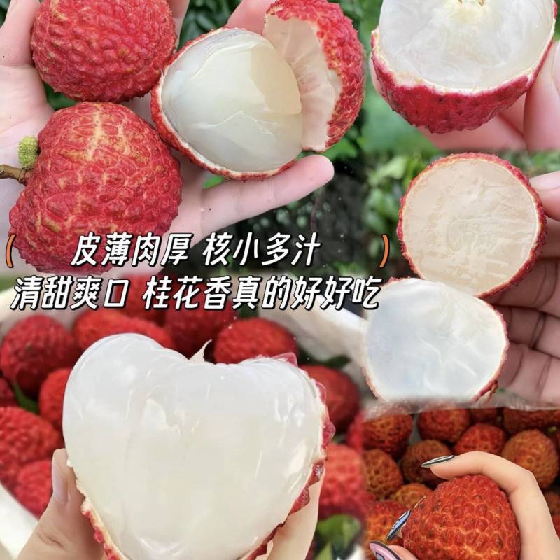 /白糖罂荔枝/现摘现发