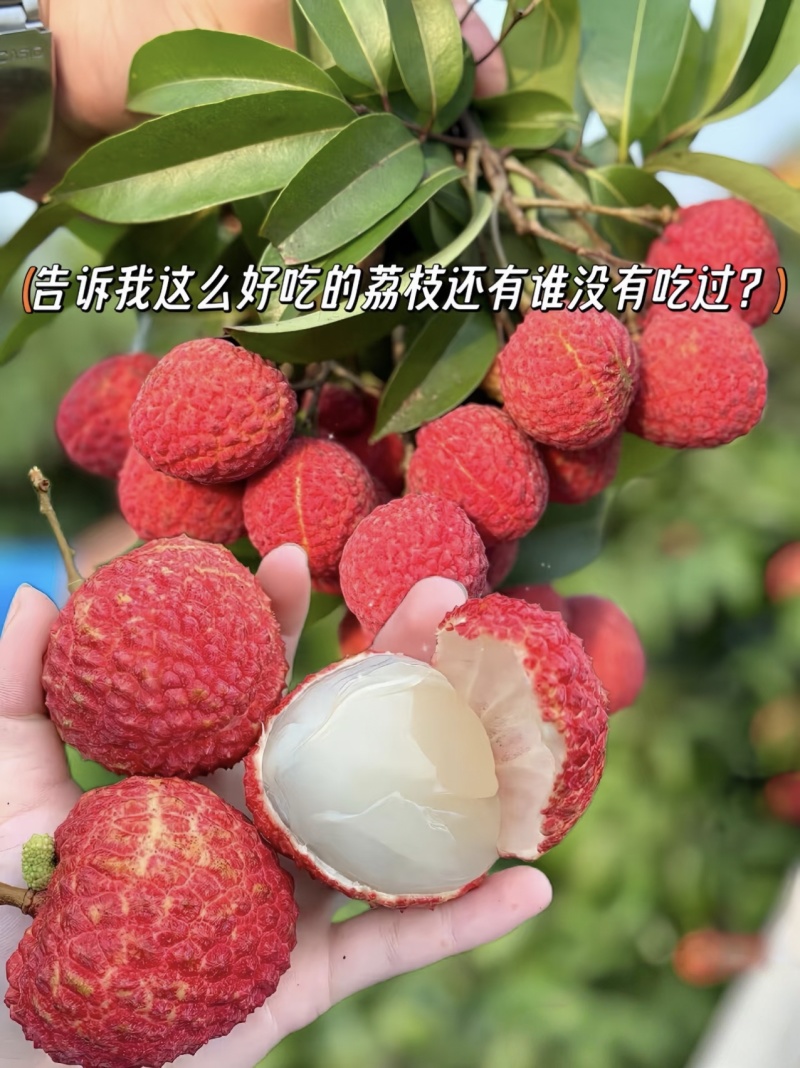 /白糖罂荔枝/现摘现发