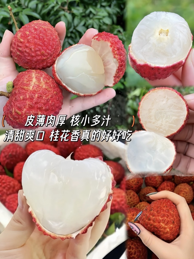 /白糖罂荔枝/现摘现发