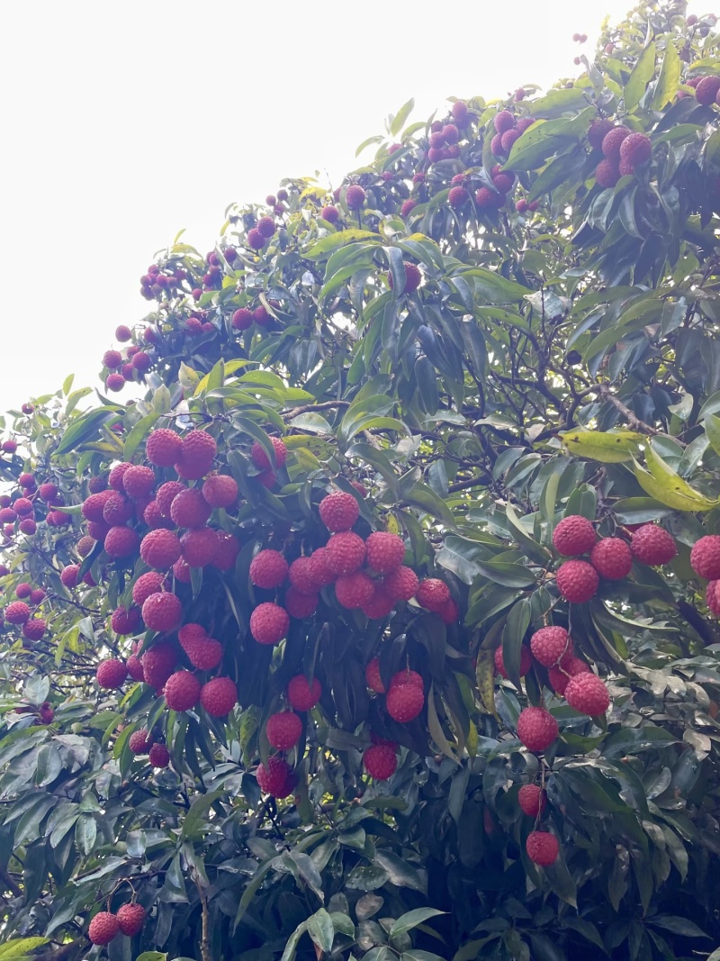 /白糖罂荔枝/现摘现发
