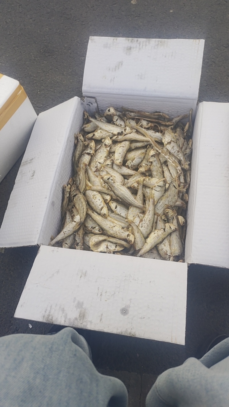 熟鱼马口鱼一手货源诚信合作量大从优欢迎来电咨询