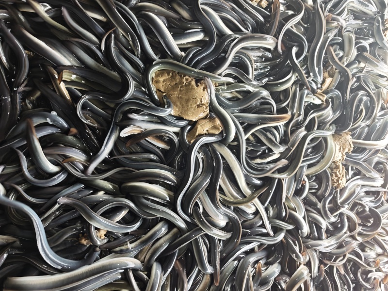 鳗鱼苗10-35cm规格齐全现货直发低价厂家批发