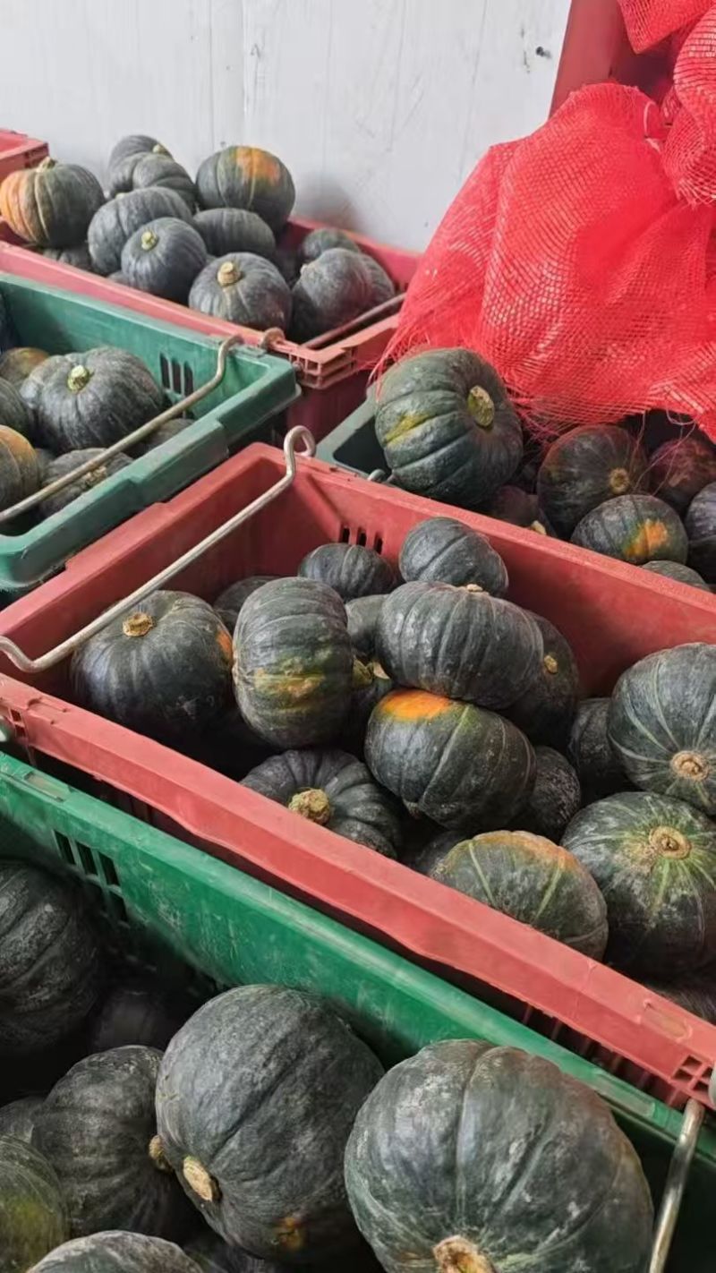 贝贝南瓜精品包甜包粉货源充足品质稳定整车发货可对接各平台