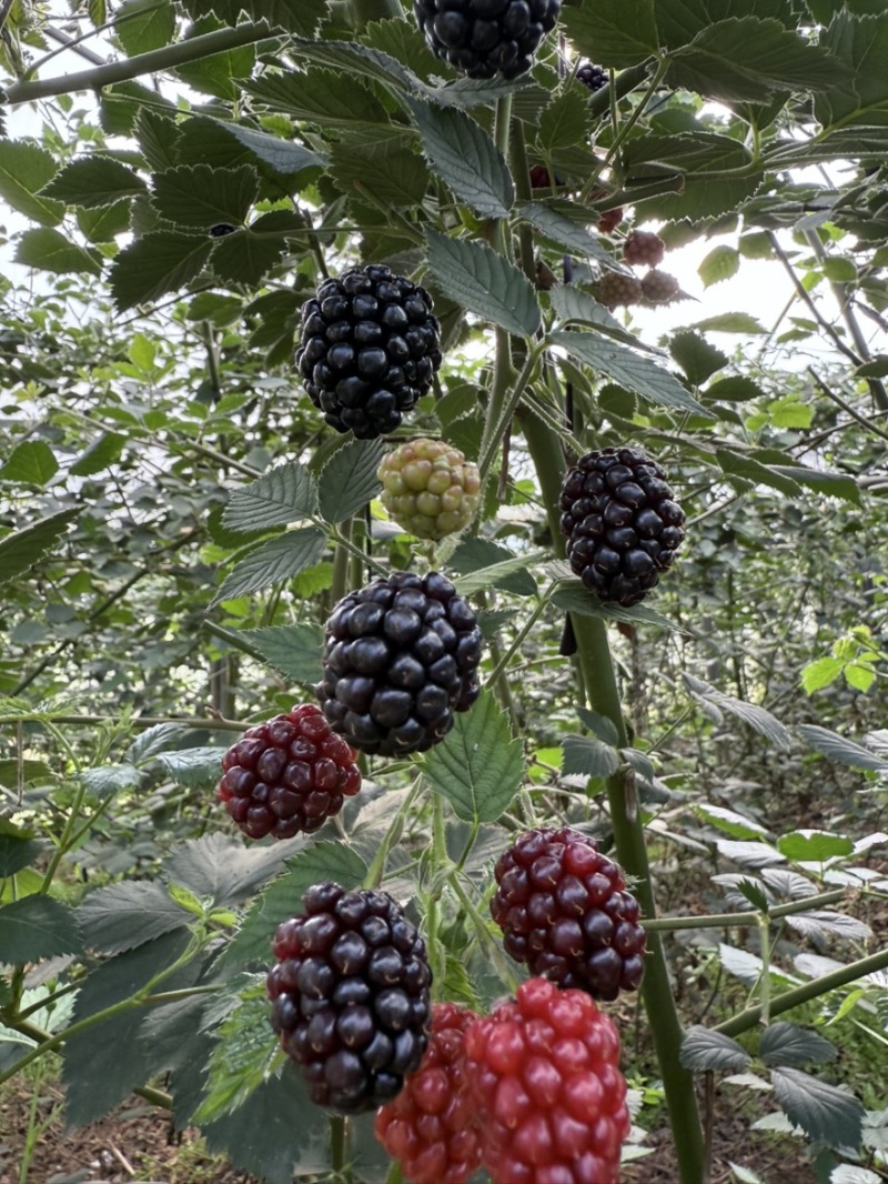 云南高原花香黑树莓基地直供一件代发