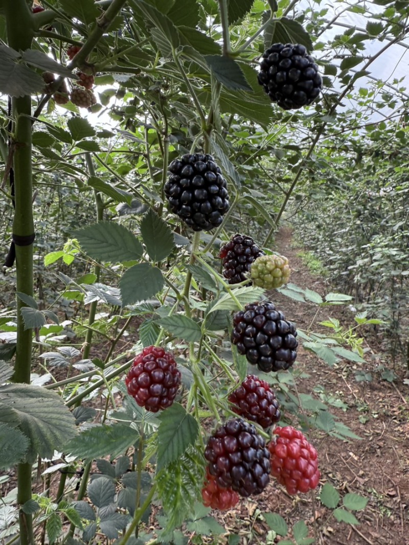 云南高原花香黑树莓基地直供一件代发