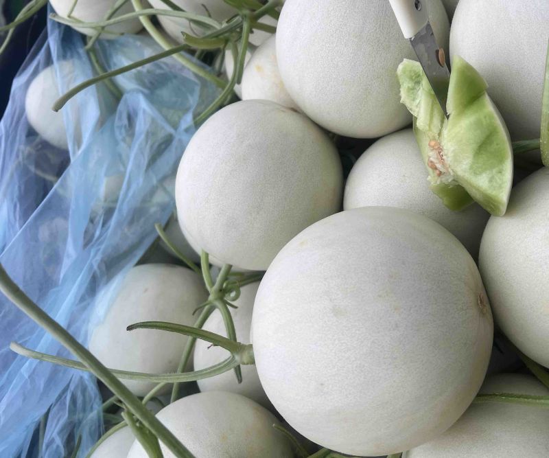 山东莘县玉菇甜瓜，电商一件代发对接社区团购全网接单售后低