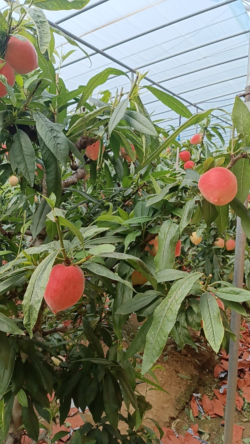 春雪鲜桃